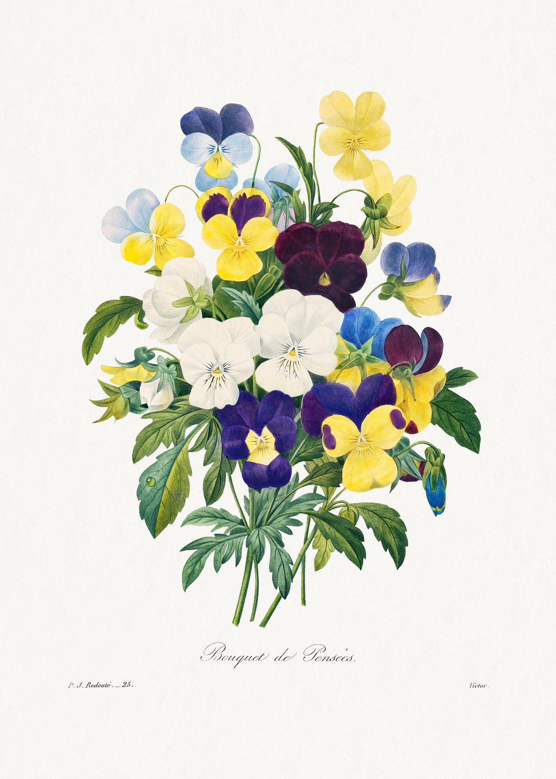 botanical illustration - a beautiful blend of science and art